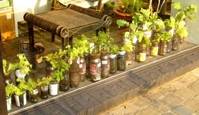 Bottle gardening – some experiments (Willem) | Container Gardening