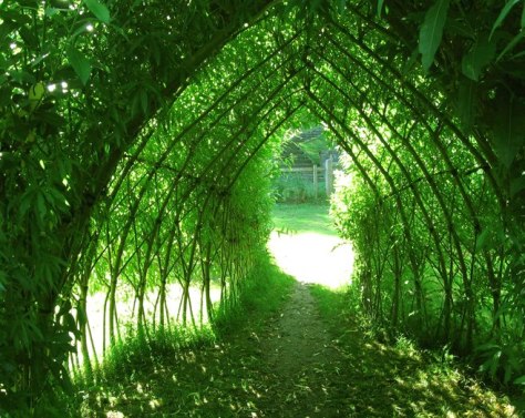 Tunnel - willow - Photo Avantgardens - 575749_621090494571382_833796101_n