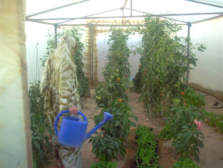 2009 - massive production of vitamin rich tomatoes and other vegetables in a family garden in Smara camp