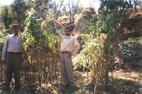 2001-Sanuara yield