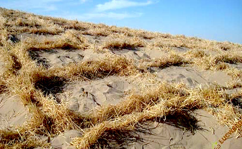 Sand accumulation near the Straw Checkerboard Barriers