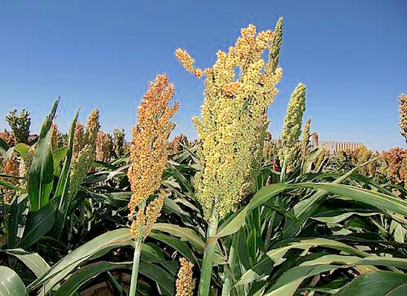 The photograph above shows sorghum growing in a breeder’s field in Lubbock, Texas. The panicle on the left, with orange-yellow seeds, is an elite inbred line, while the panicle on the right is the same elite line with an induced mutation. This new sorghum variety, developed by ARS scientists, yields 30 to 40 percent more seeds. Credit: Zhanguo Xin - http://cdn.phys.org/newman/gfx/news/2015/3-scientistsde.jpg