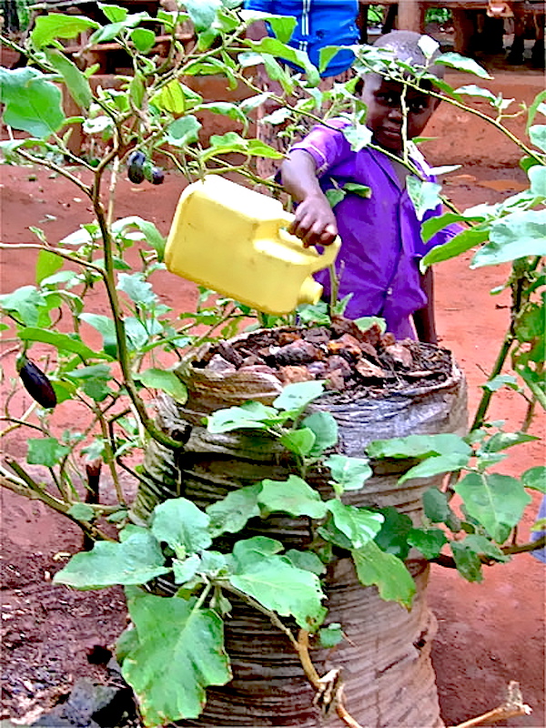 Sack gardening in Uganda - eggplants - Photo Vermicomposters - African_Gardens_Uganda_bag_garden_Douglas copy.jpg