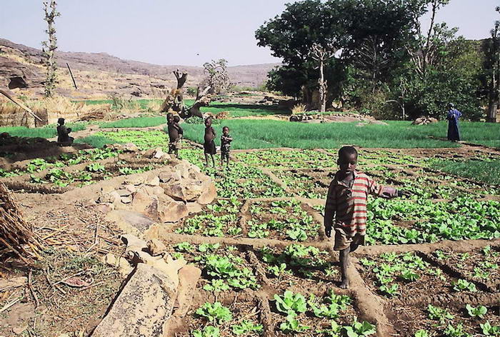 Agriculture in Mali - http://zouba.org.free.fr/Mali/AGRICULTURE/Culture%20et%20enfants.jpg