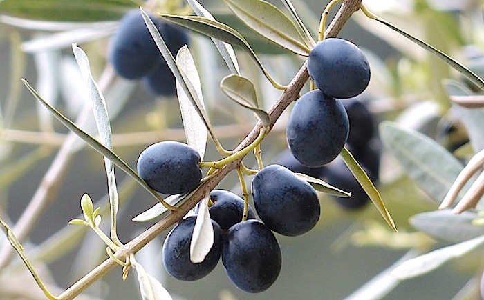 Ripe olives - http://pixabay.com/static/uploads/photo/2014/05/30/04/04/olives-357849_640.jpg