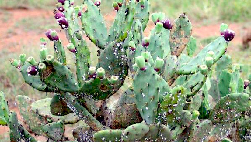 An invasive species in Kenya, Opuntia (Prickly Pear)