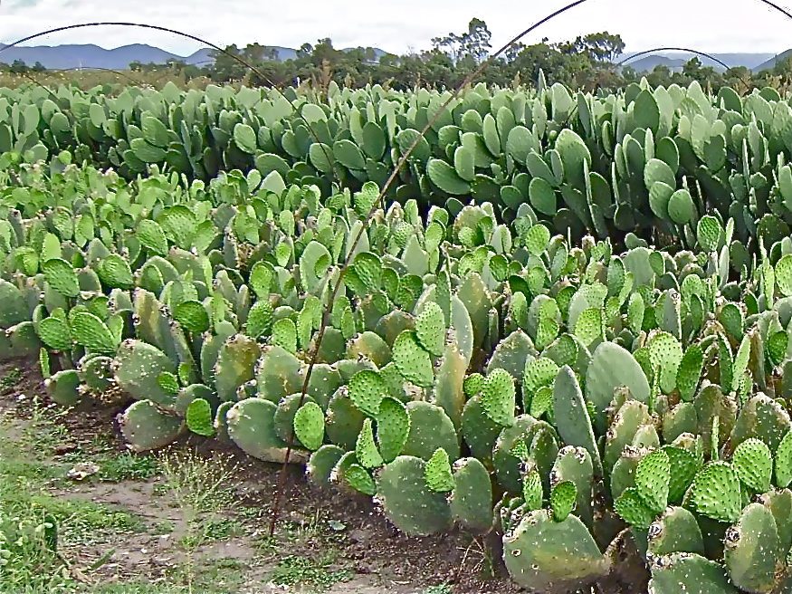 Cacti for biogas fermentation in semi-arid regions