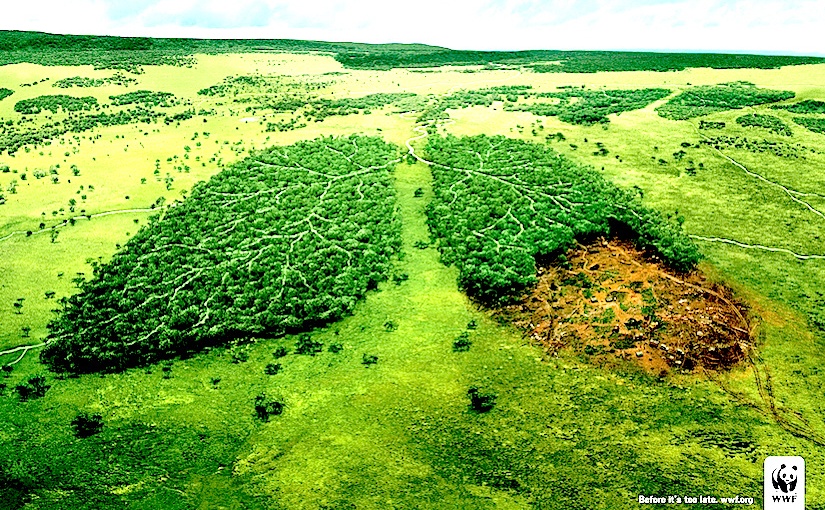 Deforestation A Global Problem