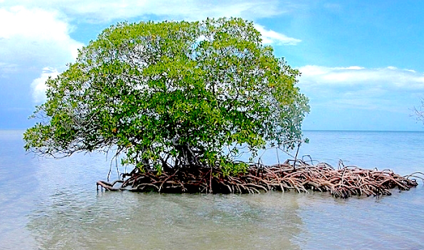 Climate change, CO2 and mangroves