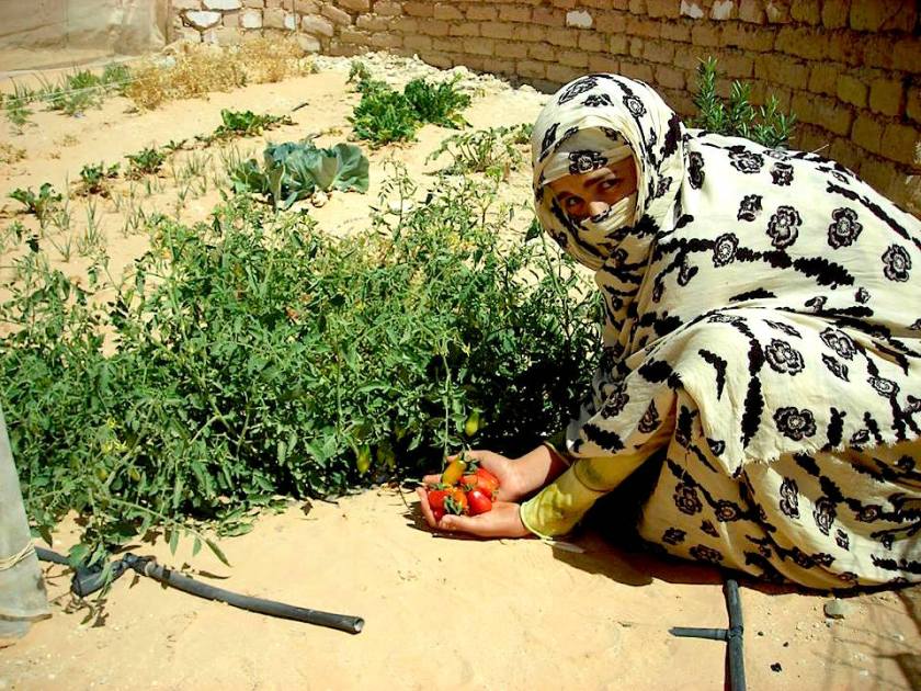 Localised Food Growing in the Sahrawi refugee camps, South West Algeria. - Photo Philip Hittepole - https://scontent-fra3-1.xx.fbcdn.net/hphotos-xta1/v/t1.0-9/12122404_10153708485495844_807527384646669399_n.jpg?oh=06e8b65409137b33eb7f9c73d61c45ee&oe=568576D3