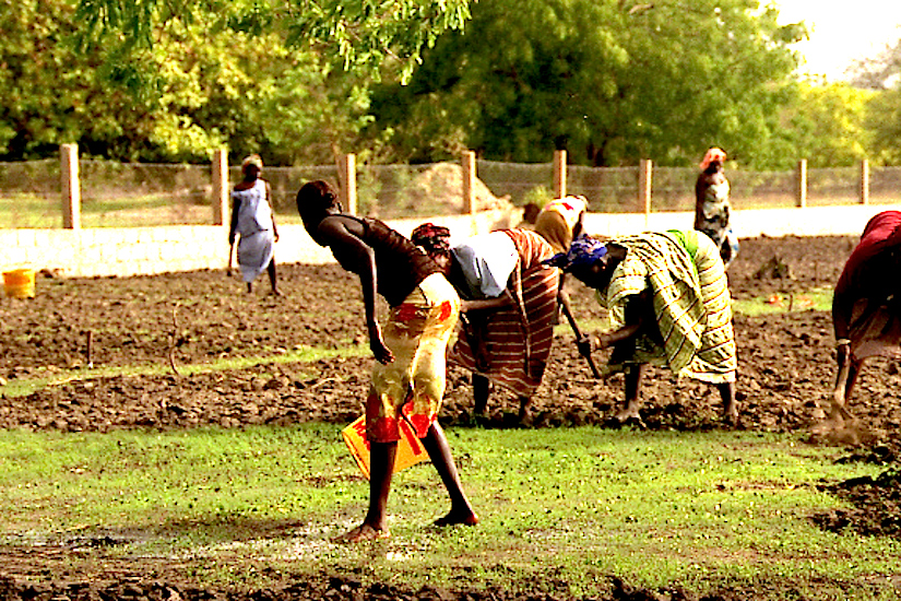Photo WVC-2004- 112-Girl-bringing-water copy.jpg: Community garden, a TC-Dialogue project in Toubacouta (2004, S. Senegal).