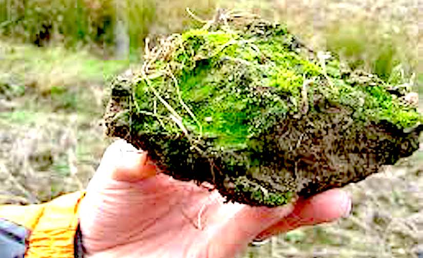 Could you use Physcomitrella patens in the combat of desertification, a moss that is highly tolerant against drought ?